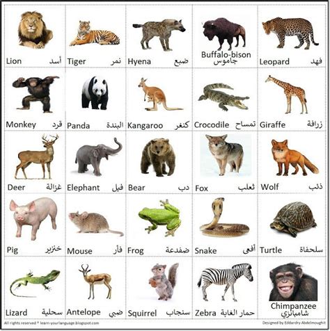 اسماء الحيوانات بالعربية